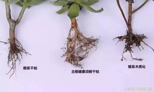 刚买的多肉植物怎么养才不会死，老花友给新手的8个建议