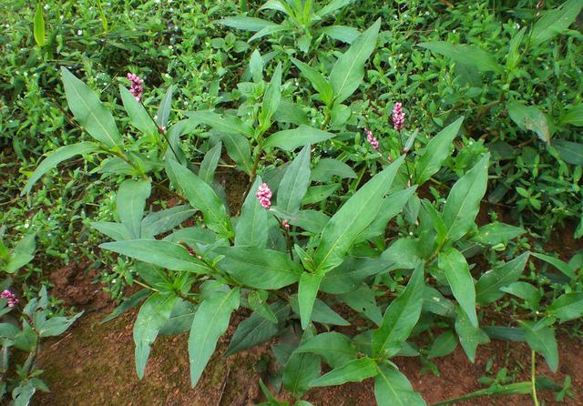 成语“如火如荼”中，“荼”是什么意思，为什么不读作茶？