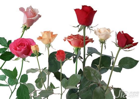 九朵玫瑰代表什么意思，艾逸网收集