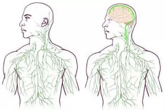 人为什么一定要睡觉？有一个很牛逼的原因