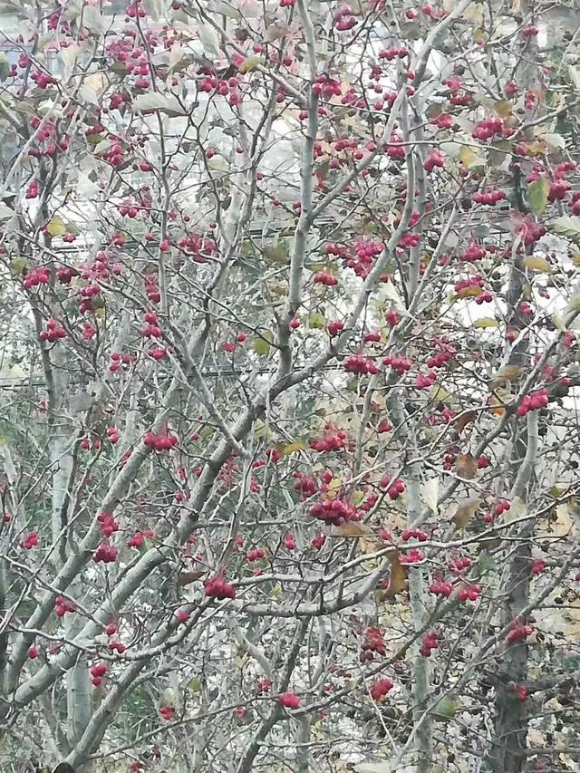 北京已经下雪了，明天继续寒冷，今天你冻傻了吗？