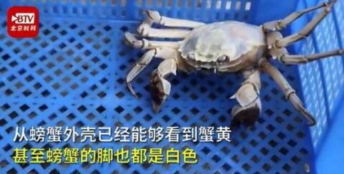 白色大闸蟹隔着壳能看到蟹黄怎么回事 专家回应说了什么