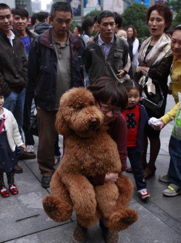 贵宾犬和泰迪犬的区别：这种超大型泰迪犬非喜欢女孩