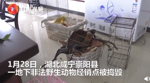 广州一市场仍在偷卖野生动物怎么回事 现场照片曝光太恐怖了