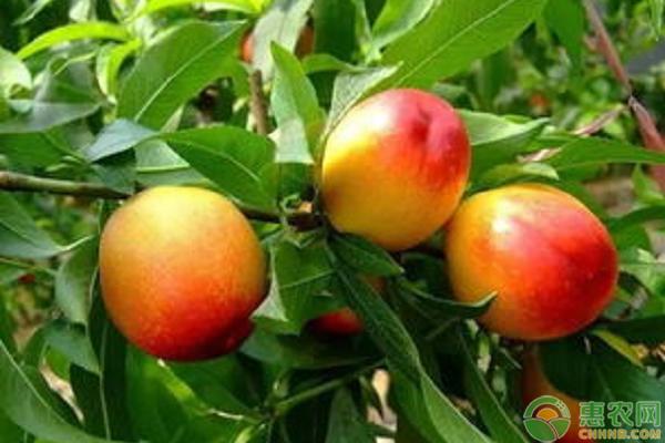 油桃品种？高产优质的十大油桃品种