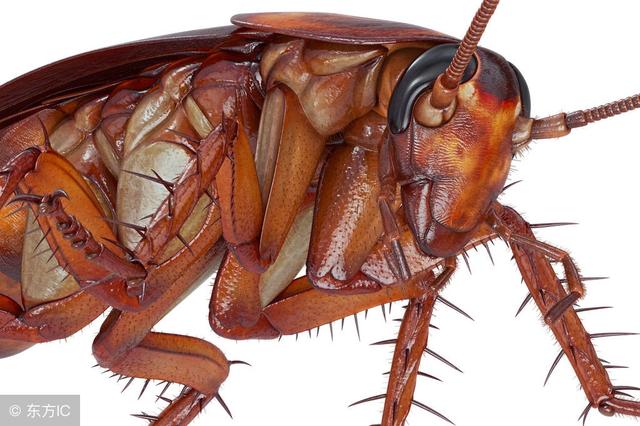 许多人不知道蟑螂怕什么，教你一招，家里再也看不到蟑螂