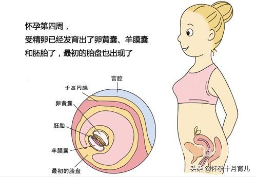 怀孕1个月的症状，孕妈需注意这些重要事项，有利于胎儿健康发育