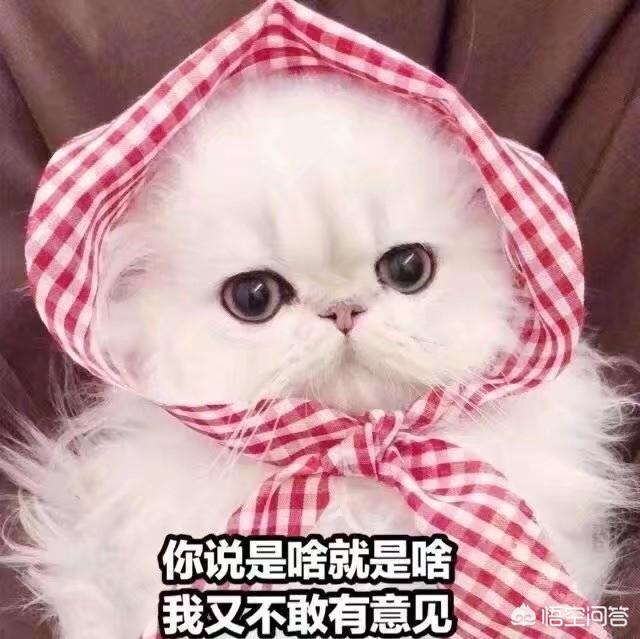一分钟搞笑段子剧本（抖音一分钟搞笑剧本）