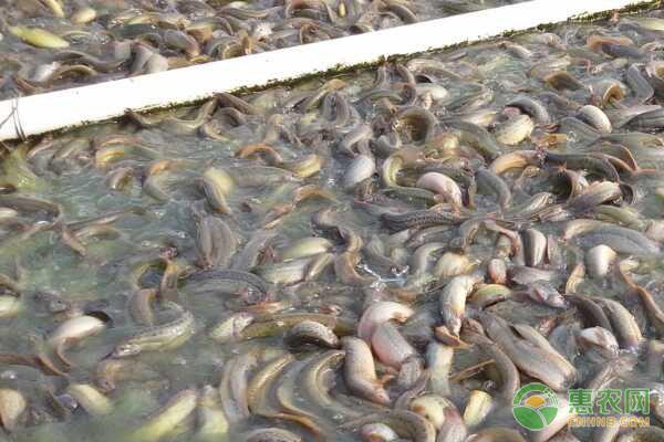泥鳅的养殖技术要点及池塘管理